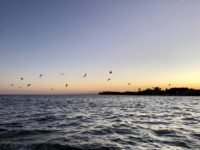 Caye Caulker