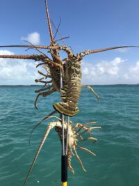 Caye Caulker